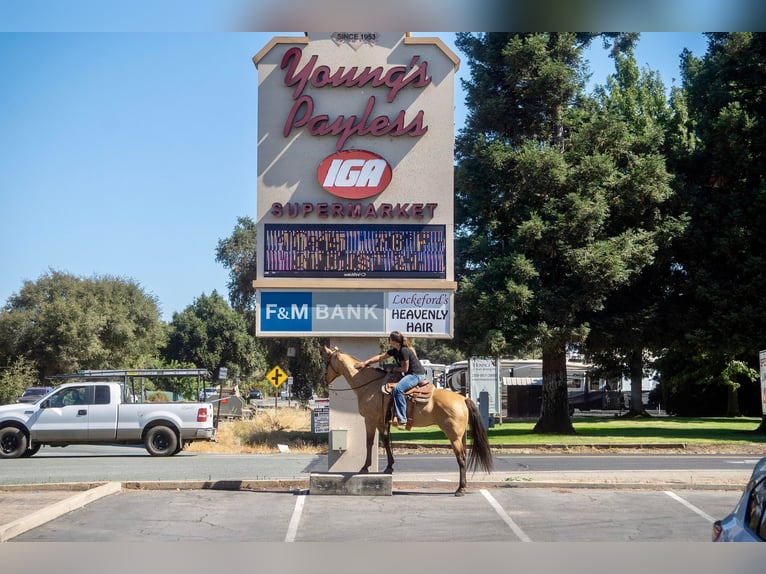 American Quarter Horse Ruin 13 Jaar 155 cm Buckskin in Valley Springs CA