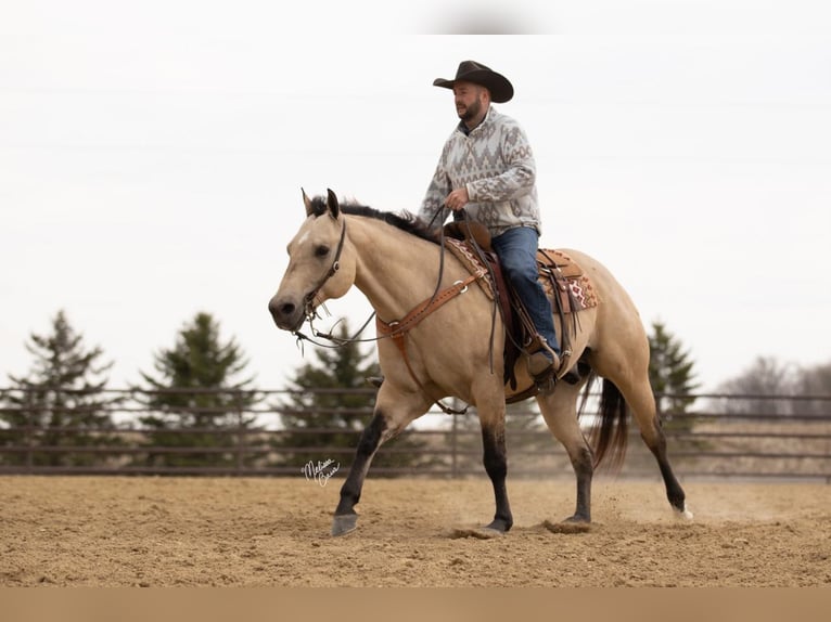 American Quarter Horse Ruin 13 Jaar 155 cm Buckskin in River Falls, WI