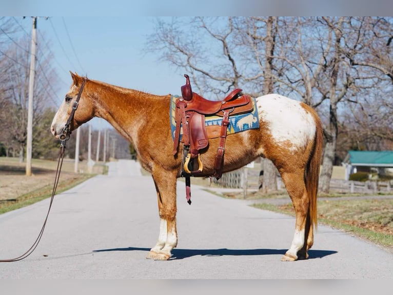 American Quarter Horse Ruin 13 Jaar 155 cm Donkere-vos in Rineyville KY