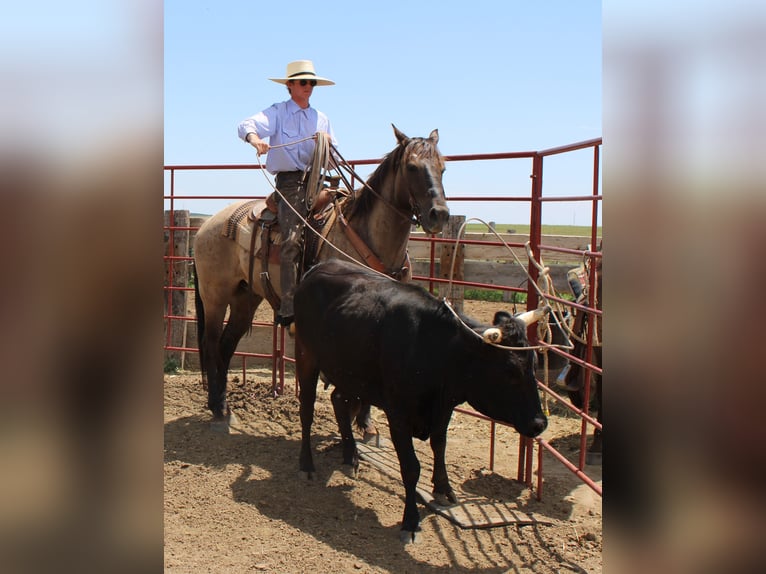 American Quarter Horse Ruin 13 Jaar 155 cm Grullo in Nunn CO