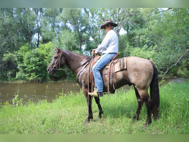 American Quarter Horse Ruin 13 Jaar 155 cm Grullo in Nunn CO