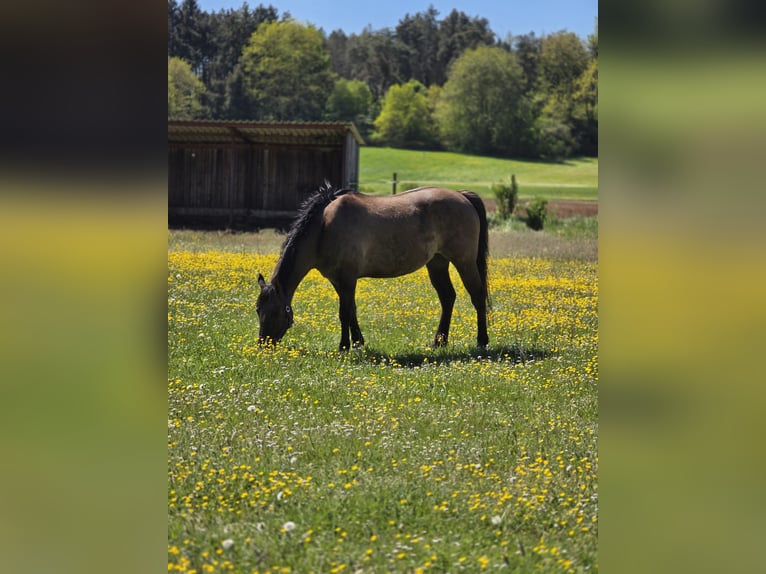 American Quarter Horse Ruin 13 Jaar 155 cm Grullo in Hungen