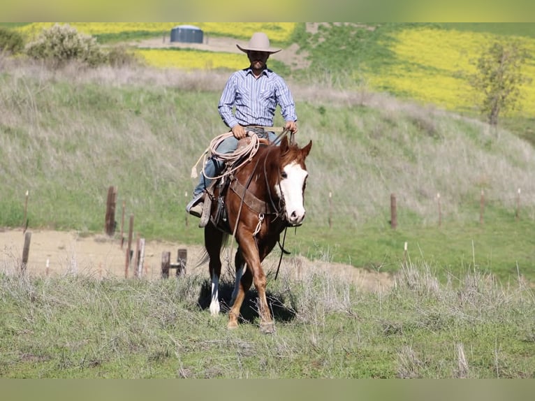 American Quarter Horse Ruin 13 Jaar 155 cm Overo-alle-kleuren in Paicines CA