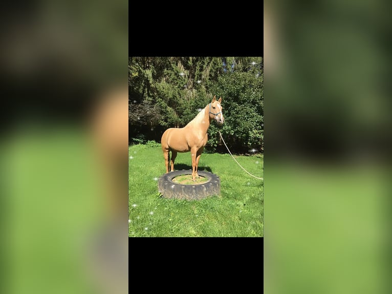 American Quarter Horse Ruin 13 Jaar 155 cm Palomino in Vichten