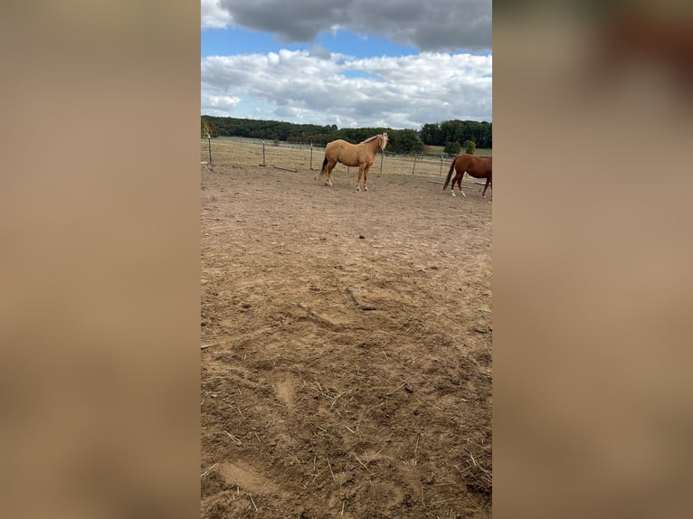 American Quarter Horse Ruin 13 Jaar 155 cm Palomino in Vichten