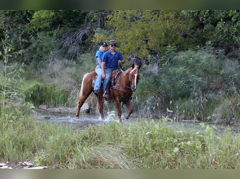 American Quarter Horse Ruin 13 Jaar 155 cm Palomino in lIpan TX