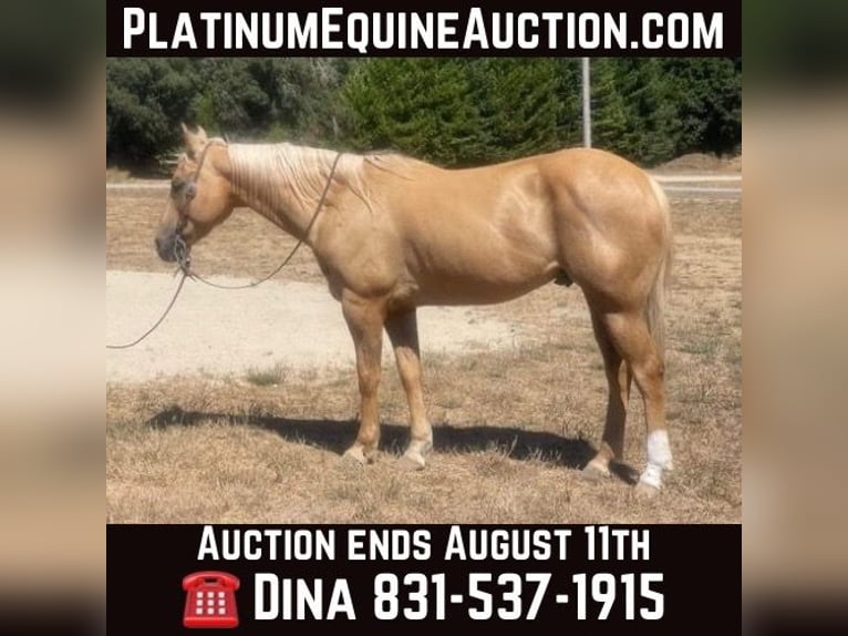 American Quarter Horse Ruin 13 Jaar 155 cm Palomino in Paicines Ca