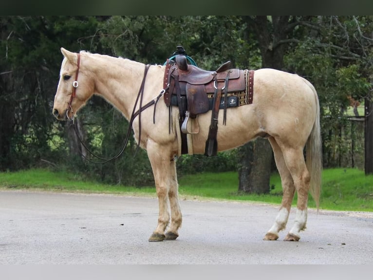 American Quarter Horse Mix Ruin 13 Jaar 155 cm Palomino in Joshua, TX
