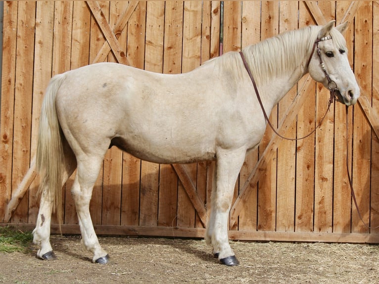 American Quarter Horse Ruin 13 Jaar 155 cm Palomino in Fort Collins