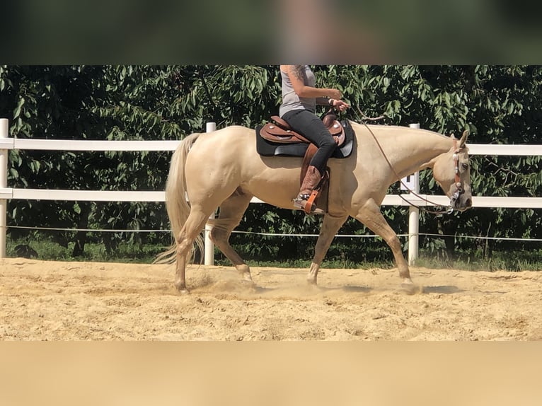 American Quarter Horse Ruin 13 Jaar 155 cm Palomino in Kressbronn am Bodensee