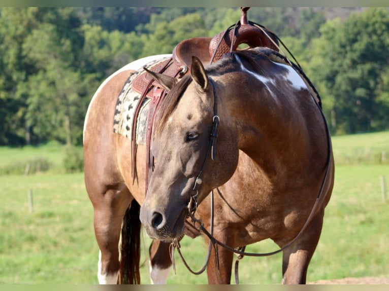 American Quarter Horse Ruin 13 Jaar 155 cm in Beaver Springs, PA
