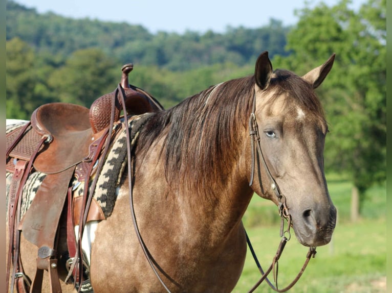 American Quarter Horse Ruin 13 Jaar 155 cm in Beaver Springs, PA