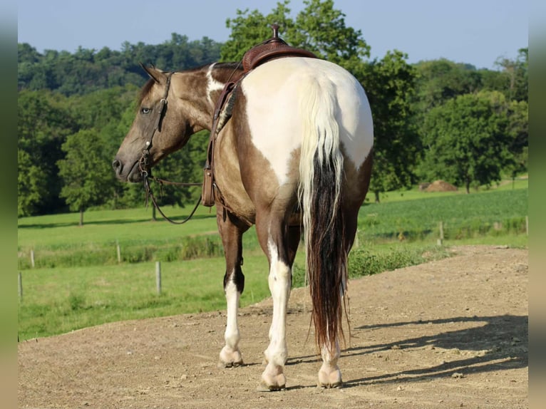 American Quarter Horse Ruin 13 Jaar 155 cm in Beaver Springs, PA