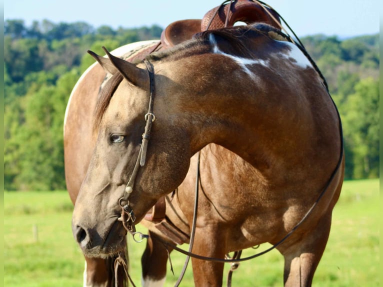 American Quarter Horse Ruin 13 Jaar 155 cm in Beaver Springs, PA