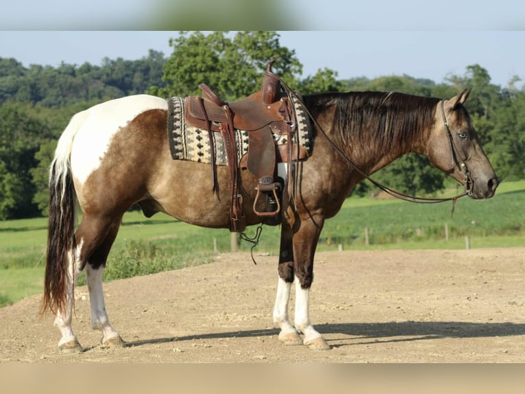 American Quarter Horse Ruin 13 Jaar 155 cm in Beaver Springs, PA