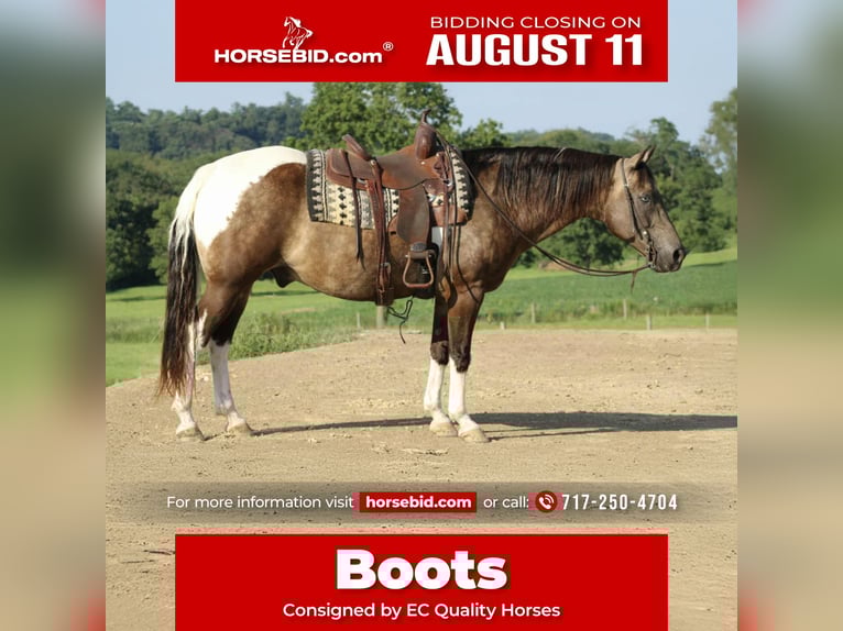 American Quarter Horse Ruin 13 Jaar 155 cm in Beaver Springs, PA