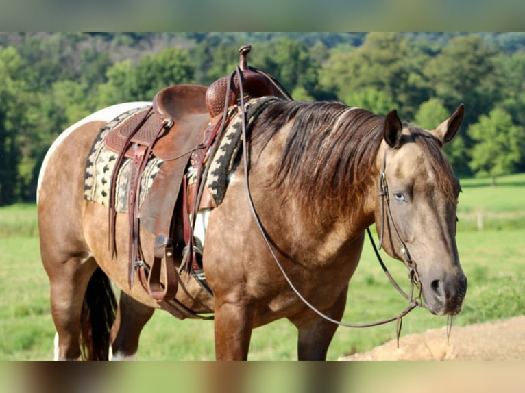 American Quarter Horse Ruin 13 Jaar 155 cm in Beaver Springs, PA