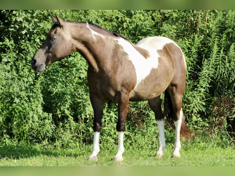 American Quarter Horse Ruin 13 Jaar 155 cm in Beaver Springs, PA