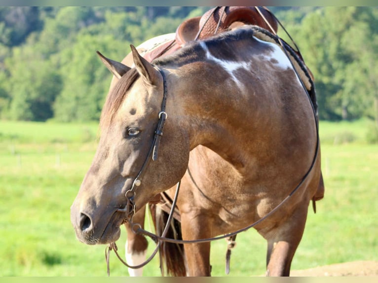 American Quarter Horse Ruin 13 Jaar 155 cm in Beaver Springs, PA