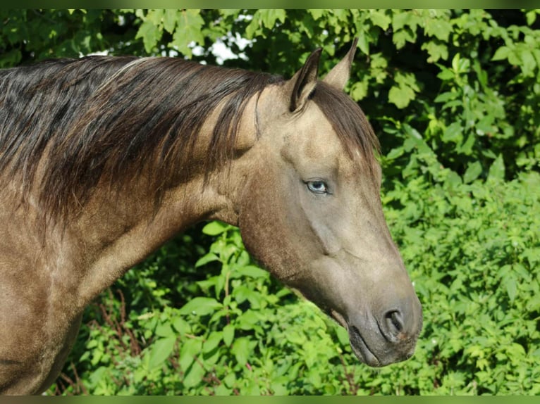 American Quarter Horse Ruin 13 Jaar 155 cm in Beaver Springs, PA