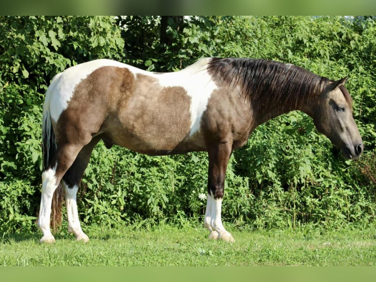 American Quarter Horse Ruin 13 Jaar 155 cm in Beaver Springs, PA