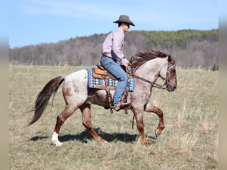 American Quarter Horse Ruin 13 Jaar 155 cm Roan-Red in Brodhead Ky