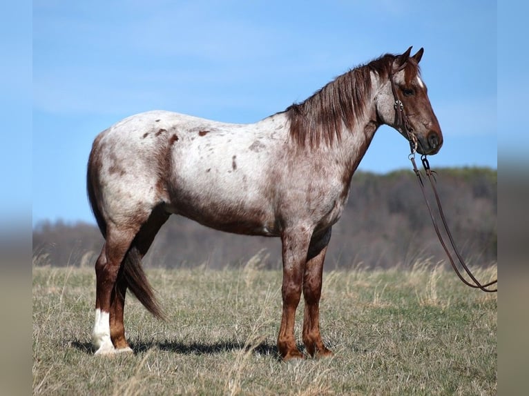 American Quarter Horse Ruin 13 Jaar 155 cm Roan-Red in Brodhead Ky