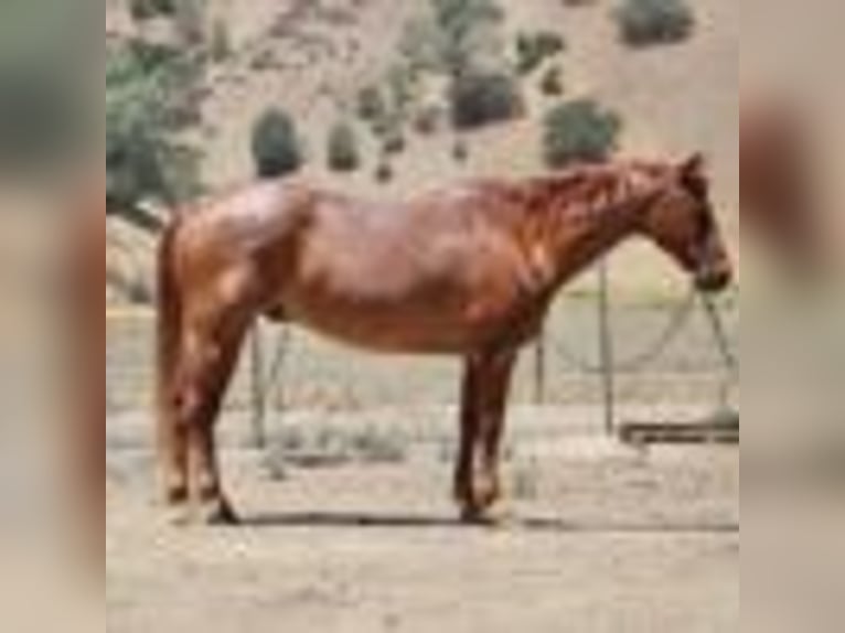 American Quarter Horse Ruin 13 Jaar 155 cm Roan-Red in Paicines CA