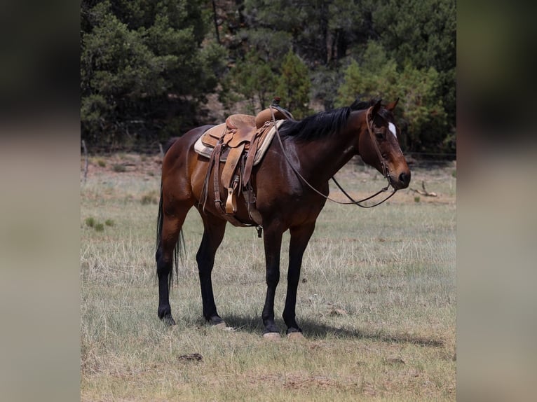 American Quarter Horse Ruin 13 Jaar 155 cm Roodbruin in Cottonwood AZ
