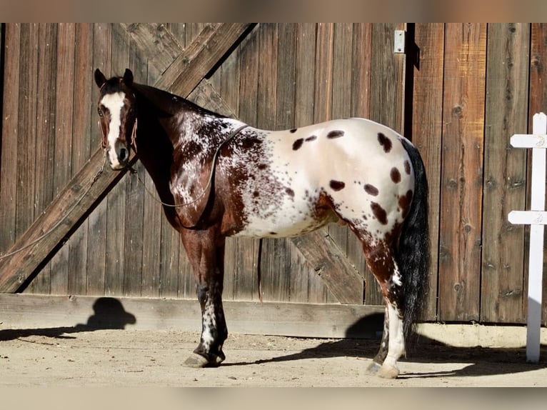 American Quarter Horse Ruin 13 Jaar 155 cm Roodbruin in Paicines CA