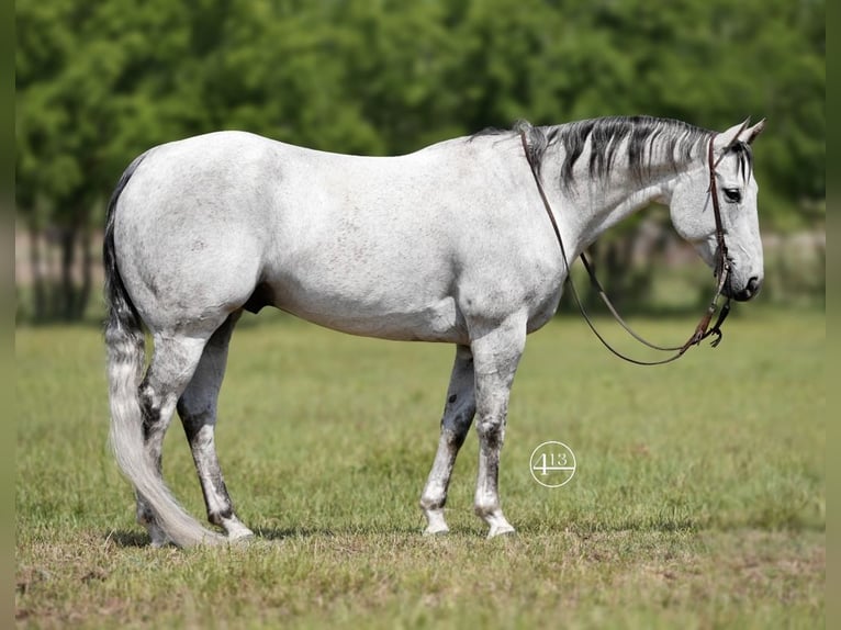 American Quarter Horse Ruin 13 Jaar 155 cm Schimmel in Weatherford