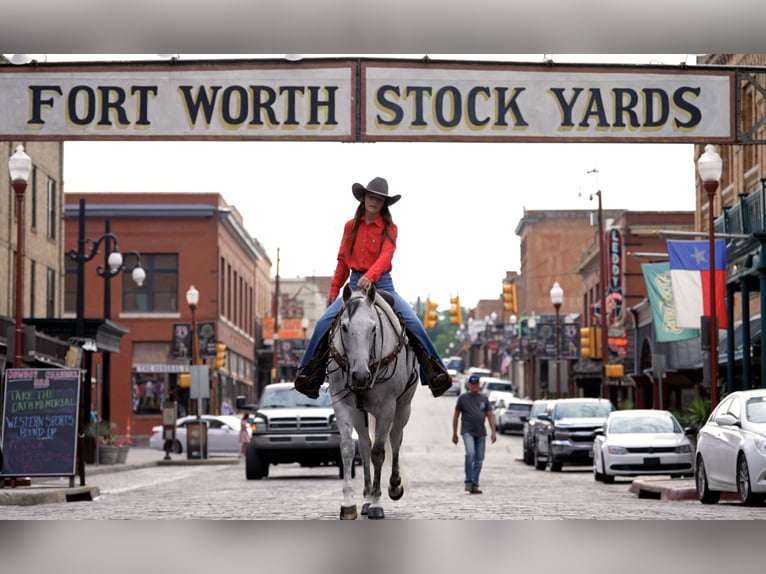 American Quarter Horse Ruin 13 Jaar 155 cm Schimmel in Weatherford