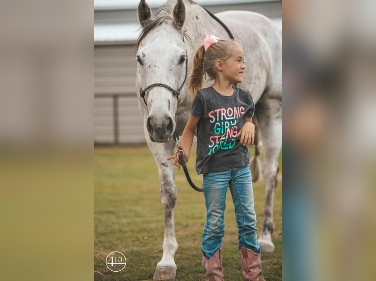 American Quarter Horse Ruin 13 Jaar 155 cm Schimmel in Weatherford