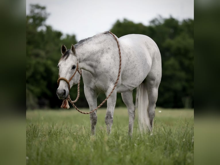 American Quarter Horse Ruin 13 Jaar 155 cm Schimmel in Weatherford