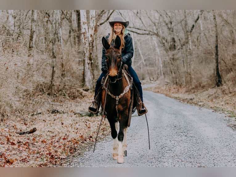 American Quarter Horse Ruin 13 Jaar 155 cm Tobiano-alle-kleuren in Hillsboro KY