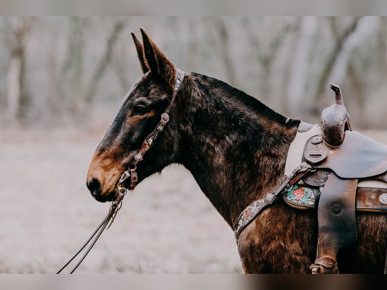 American Quarter Horse Ruin 13 Jaar 155 cm Tobiano-alle-kleuren in Hillsboro KY