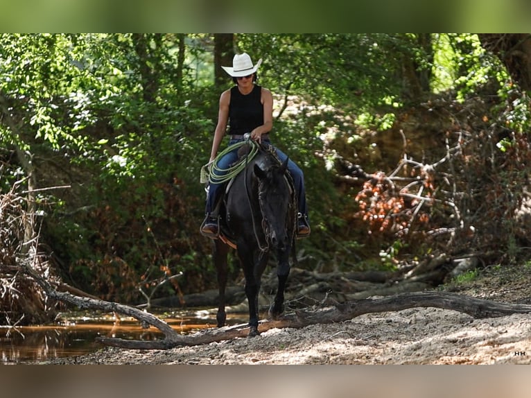 American Quarter Horse Ruin 13 Jaar 155 cm Zwart in Troup, TX