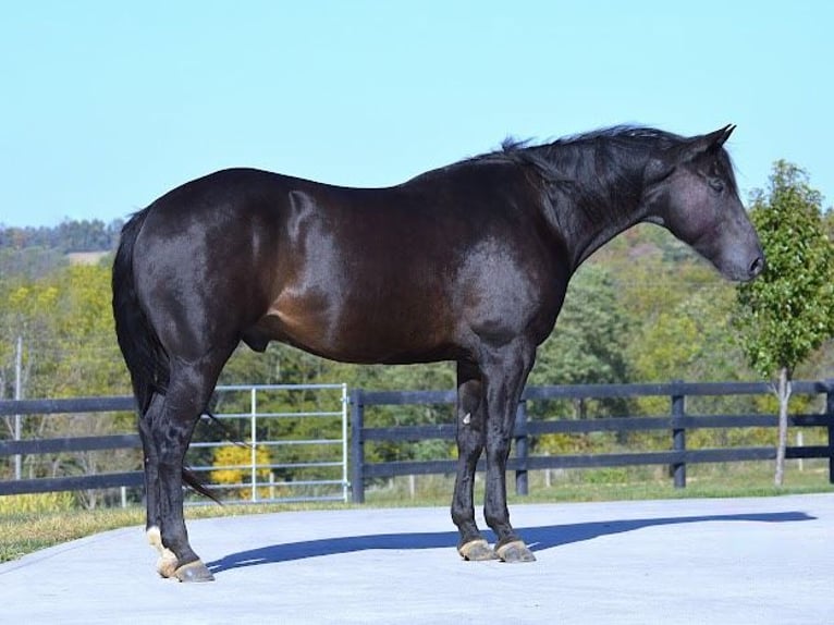 American Quarter Horse Ruin 13 Jaar 155 cm Zwart in Wooster OH