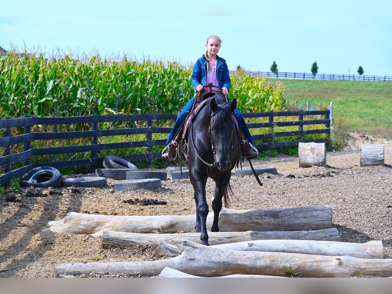 American Quarter Horse Ruin 13 Jaar 155 cm Zwart in Wooster OH