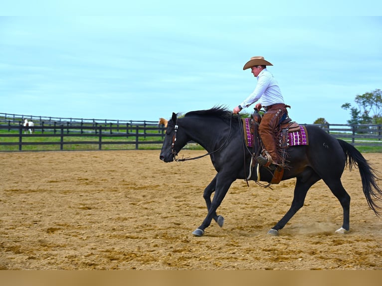 American Quarter Horse Ruin 13 Jaar 155 cm Zwart in Wooster OH