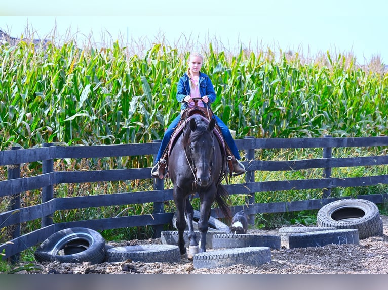 American Quarter Horse Ruin 13 Jaar 155 cm Zwart in Wooster OH