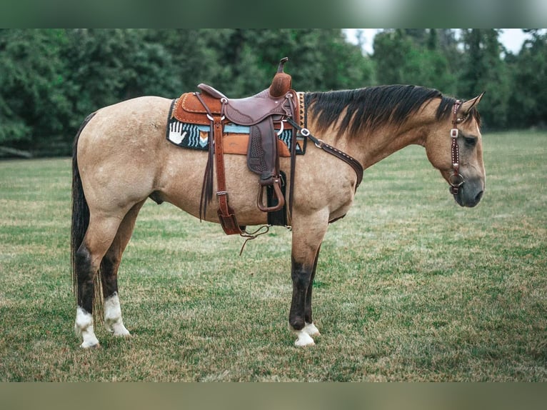 American Quarter Horse Mix Ruin 13 Jaar 157 cm Buckskin in Allentown