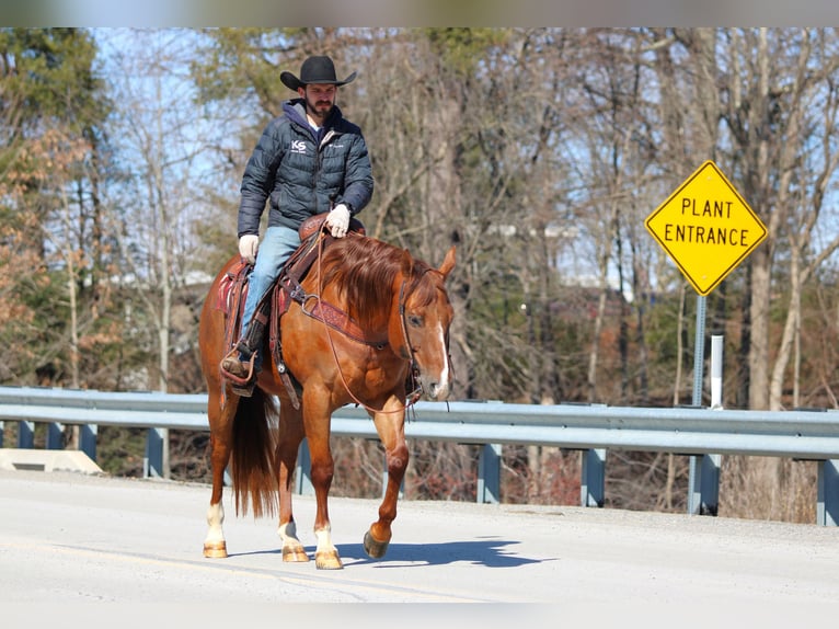 American Quarter Horse Ruin 13 Jaar 157 cm Donkere-vos in Clarion