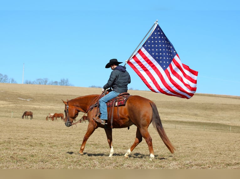 American Quarter Horse Ruin 13 Jaar 157 cm Donkere-vos in Clarion