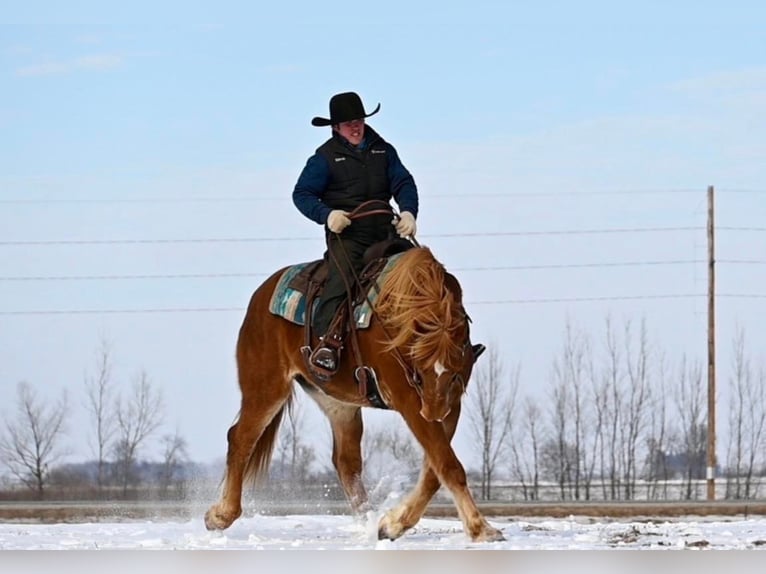 American Quarter Horse Mix Ruin 13 Jaar 157 cm Donkere-vos in Fairbank, Iowa