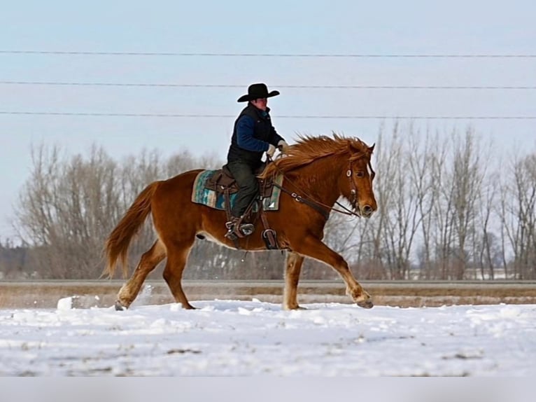 American Quarter Horse Mix Ruin 13 Jaar 157 cm Donkere-vos in Fairbank, Iowa