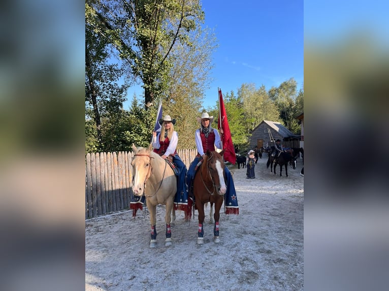 American Quarter Horse Ruin 13 Jaar 157 cm Palomino in Eging am See