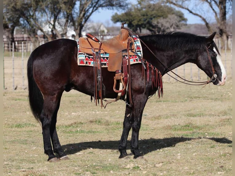 American Quarter Horse Ruin 13 Jaar 157 cm Palomino in Lipan TX