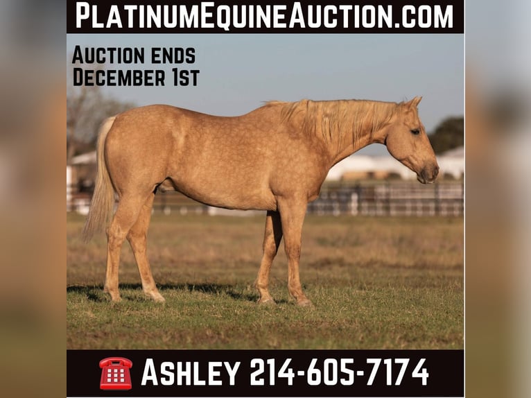 American Quarter Horse Ruin 13 Jaar 157 cm Palomino in Weatherford Tx