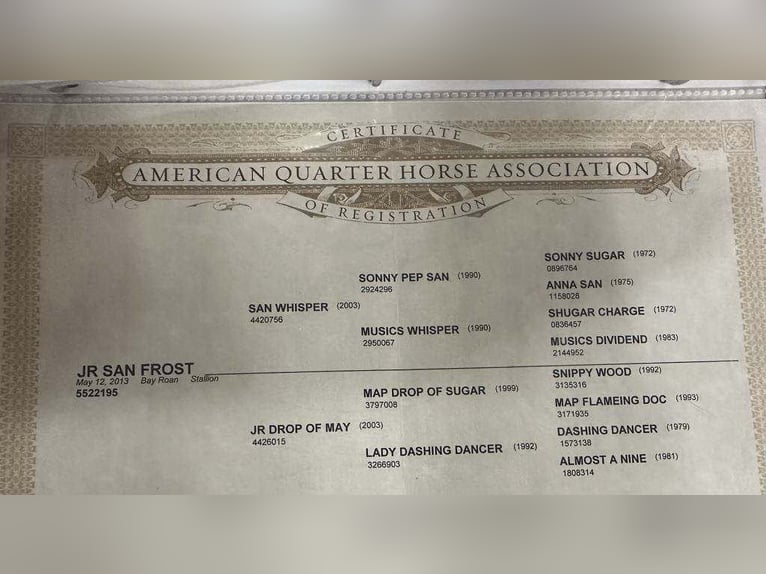 American Quarter Horse Ruin 13 Jaar 157 cm Roan-Bay in Nevis NM